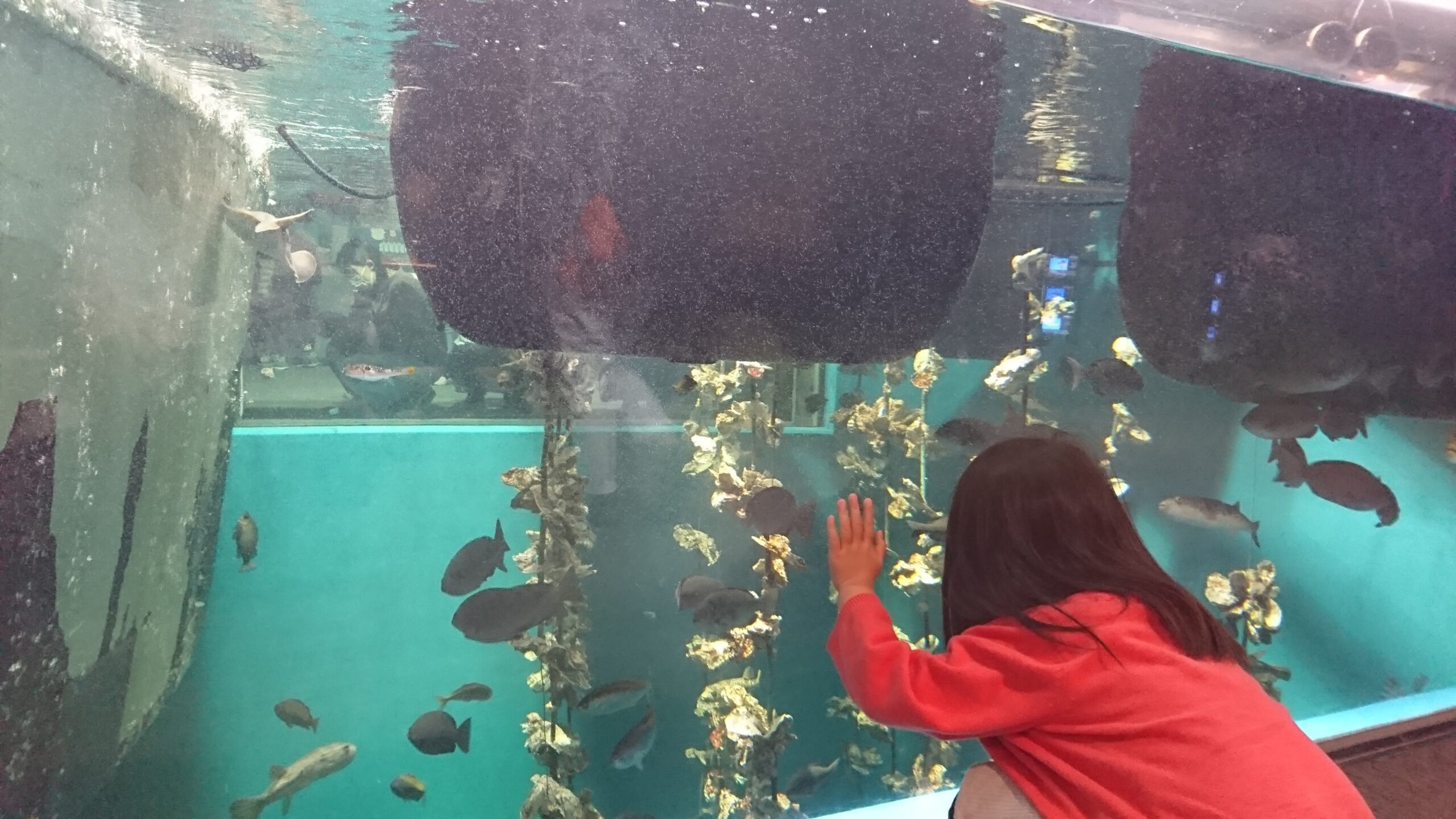 宮島水族館の牡蠣の水槽