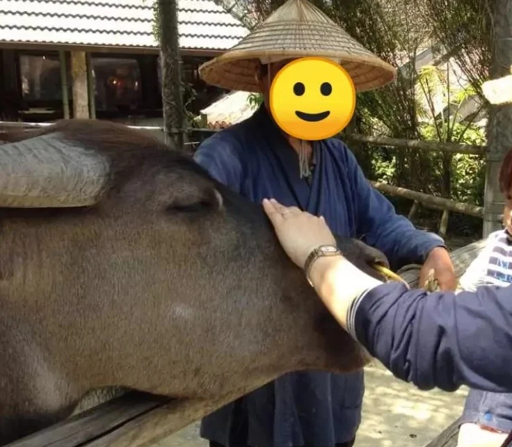 琉球村で水牛と触れ合う