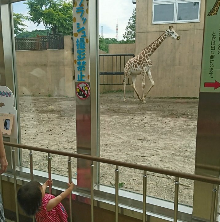 旭山動物園のキリン
