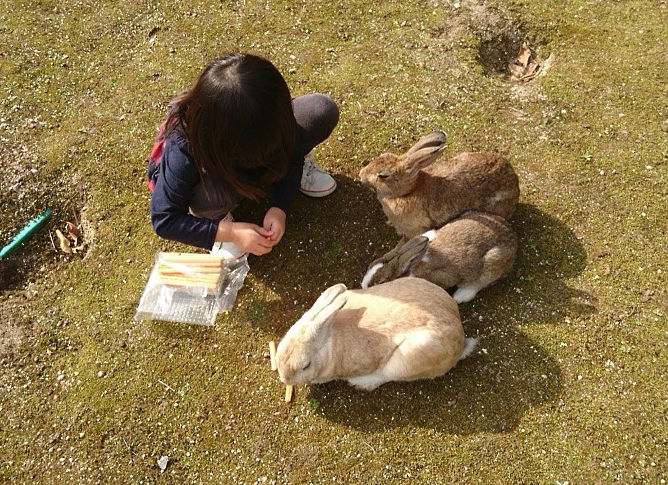 大久野島のウサギに餌をあげる子