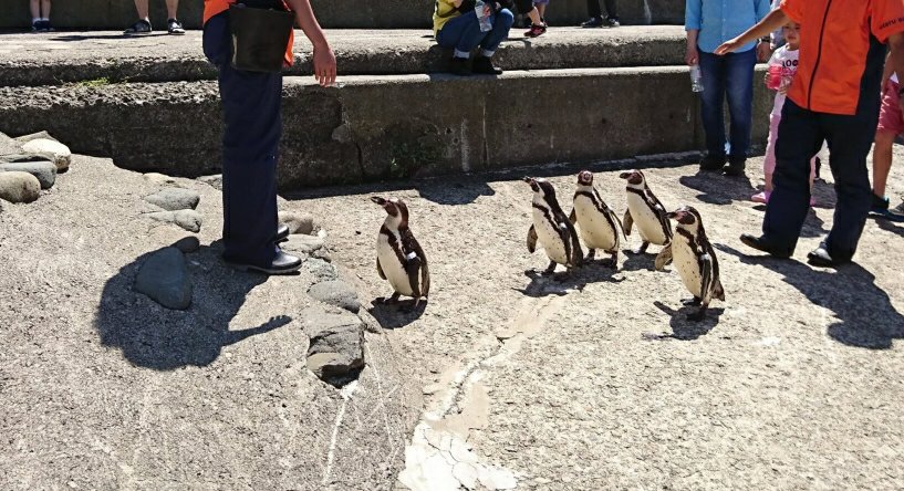 おたる水族館のペンギン散歩・帰るペンギン