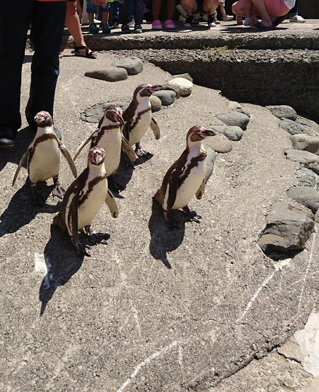 おたる水族館のペンギン散歩