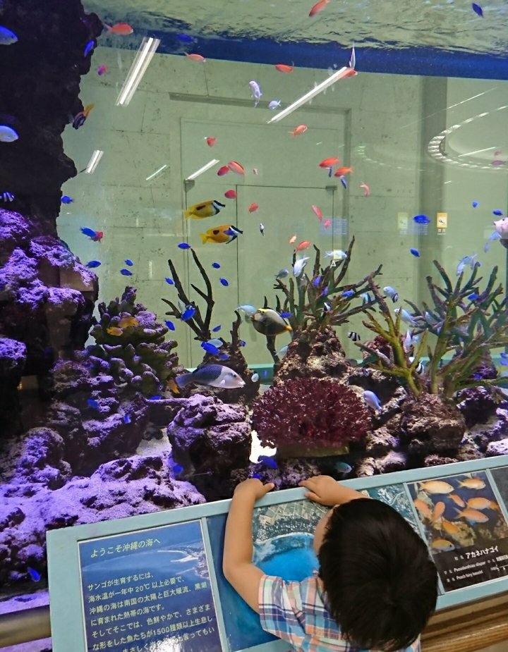 那覇空港にある熱帯魚の水槽