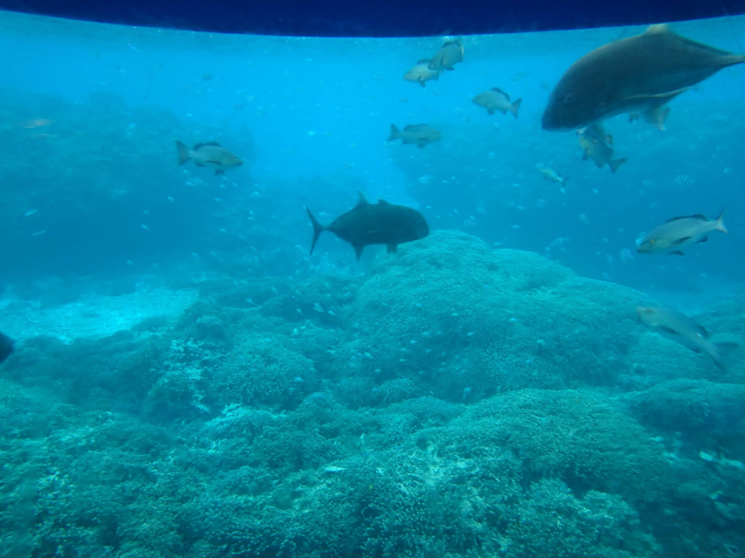 半潜水式水中観光船『シースカイ博愛』から見る魚