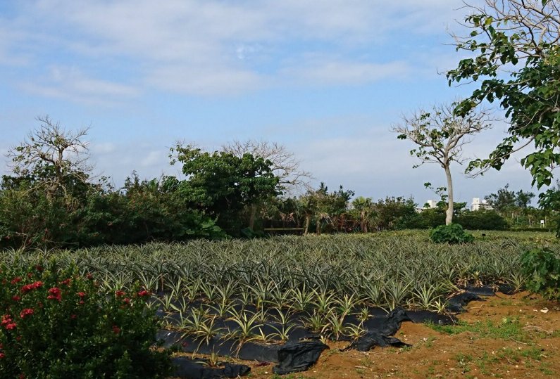 まいぱり宮古島熱帯果樹園のパイナップル畑