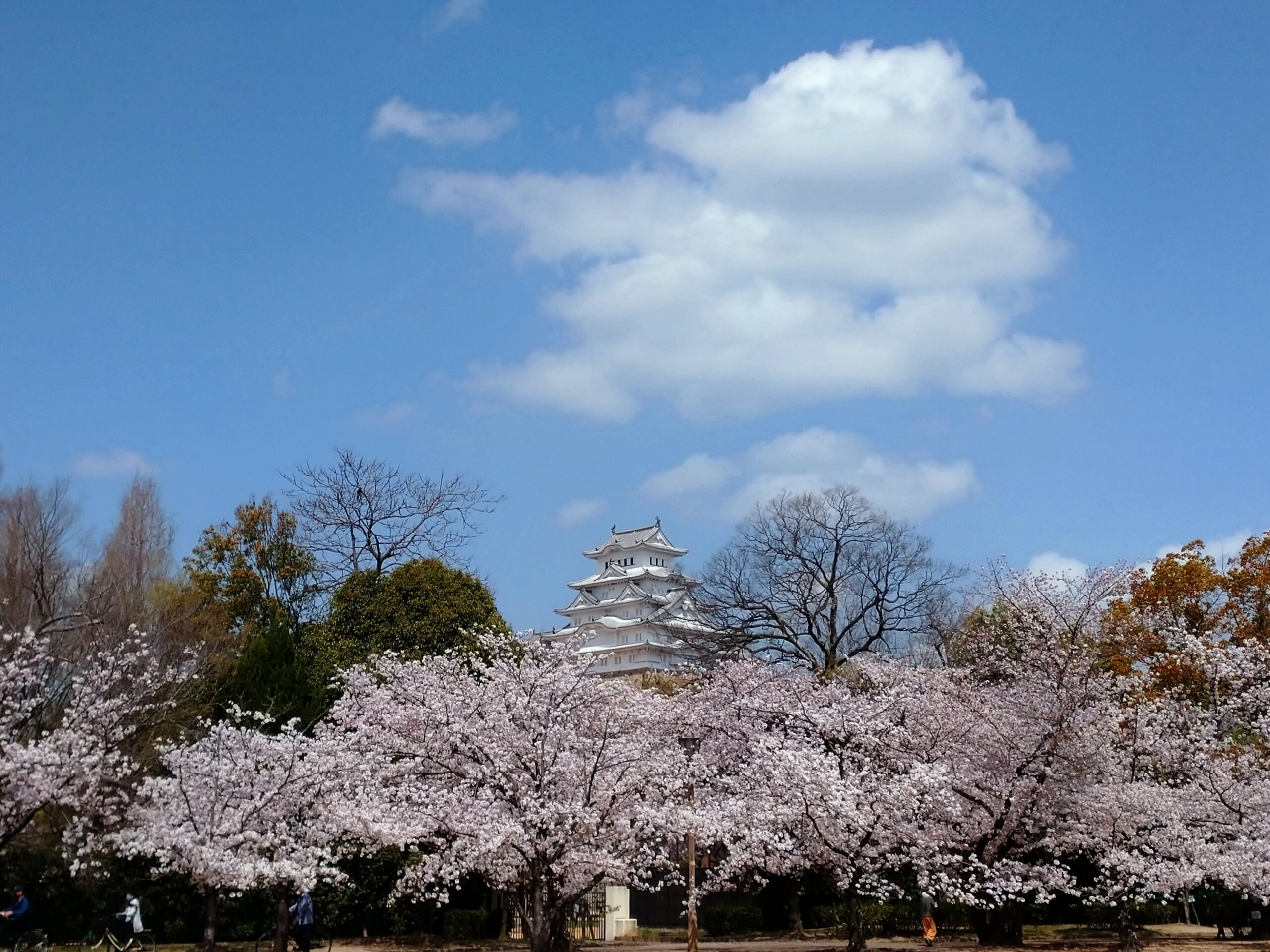 桜と姬路城