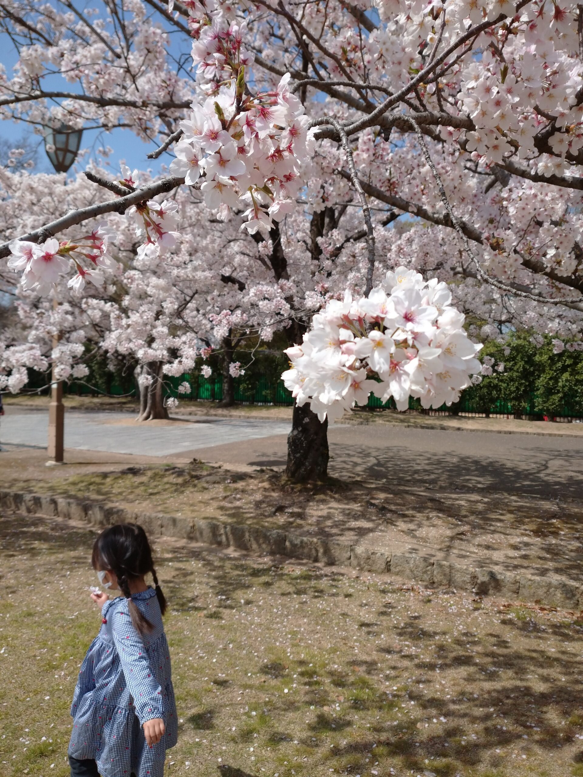 桜の下を歩く女の子