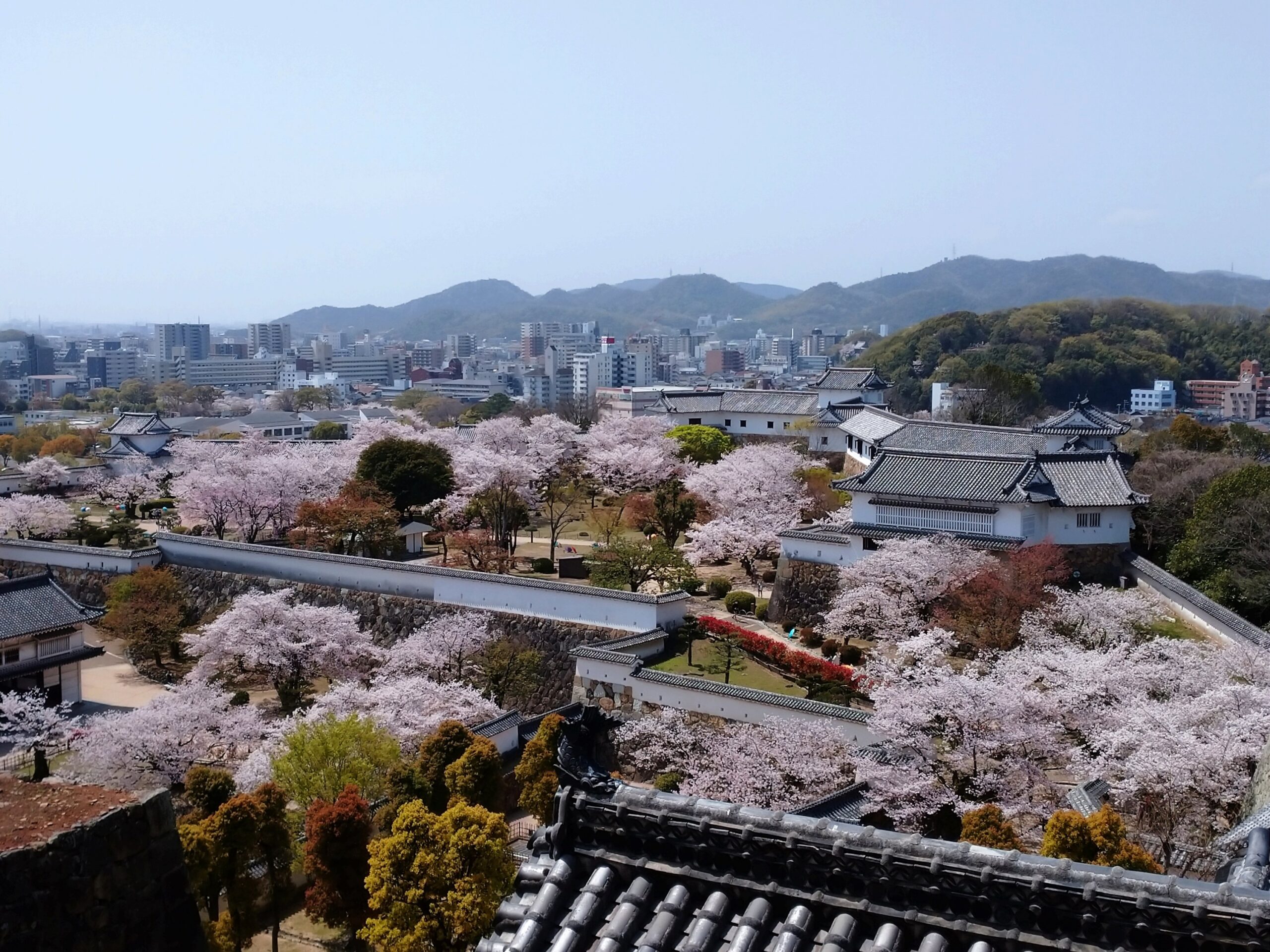 姬路城の上階から見た桜の景色