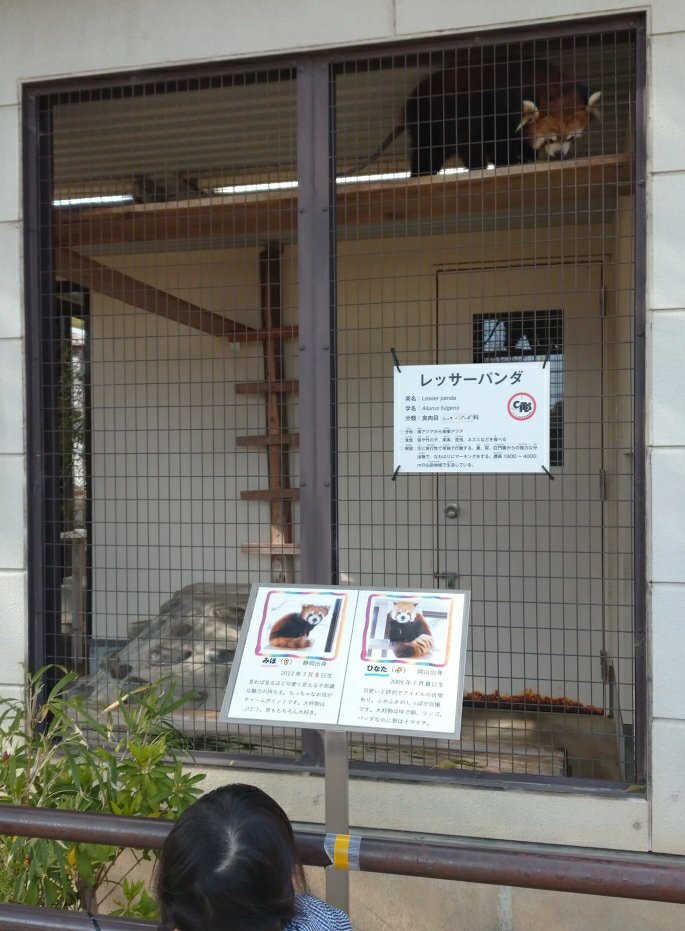 姫路市立動物園のレッサーパンダ