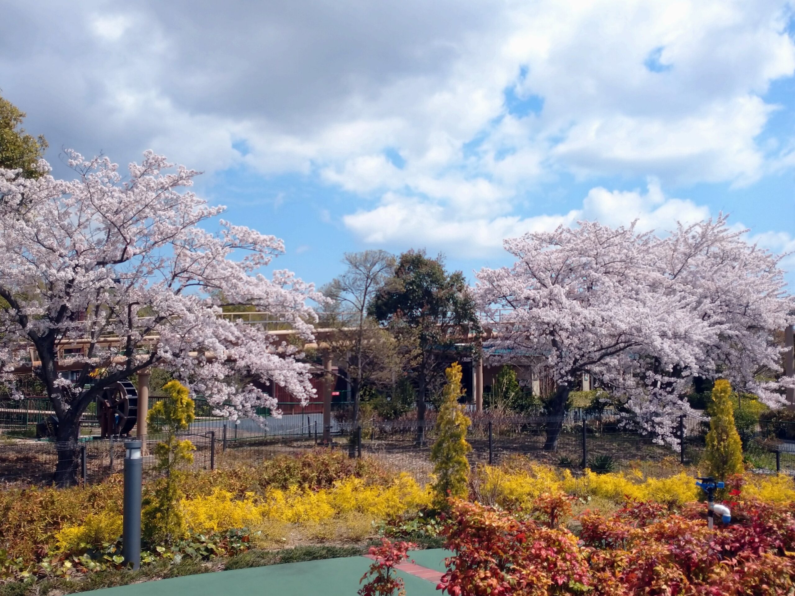 鈴鹿サーキットの桜とお花
