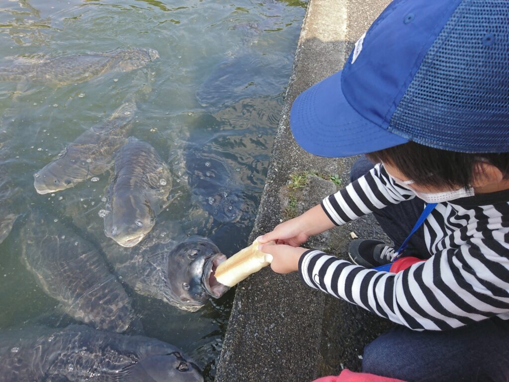 滋賀の南郷水産センター・麩を丸かじりする魚