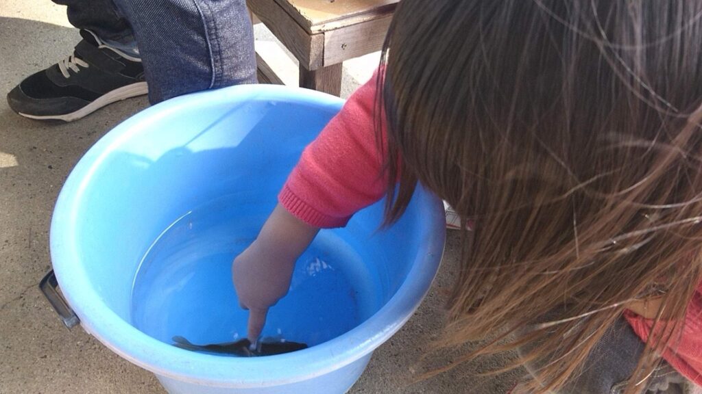 滋賀の南郷水産センター・釣れた魚を触る３歳の娘。