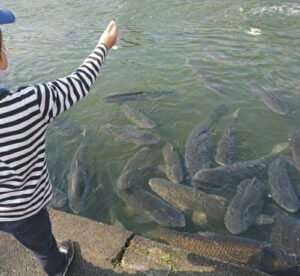 滋賀の南郷水産センター・魚に餌やり