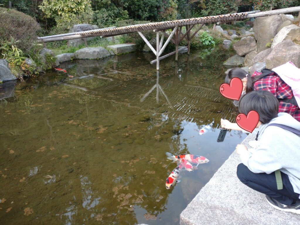 金沢城公園の池で泳ぐ鯉を眺める子ども達