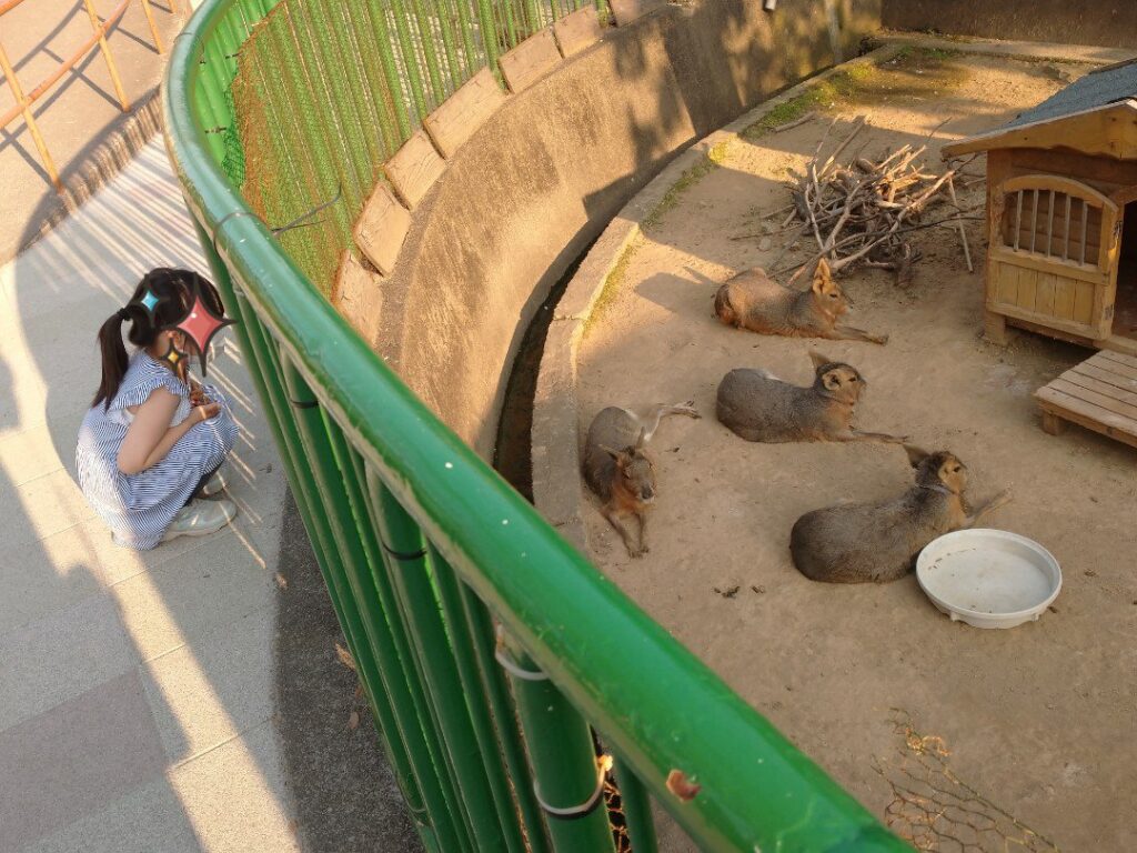 和歌山城にある動物園『お城のどうぶつえん』・マーラを眺める６歳の娘