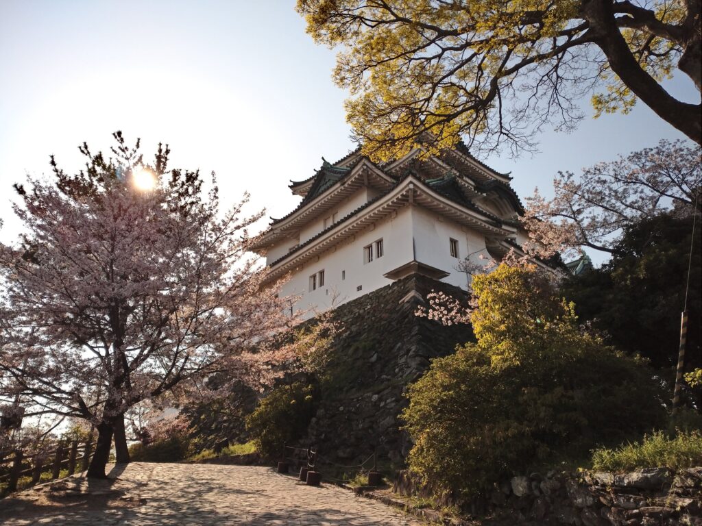 和歌山城の天守閣と桜