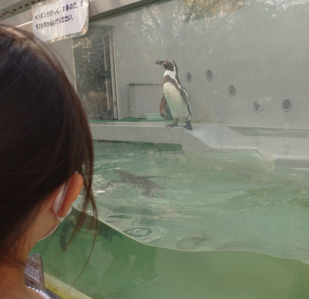 和歌山城にある動物園『お城のどうぶつえん』・ペンギン