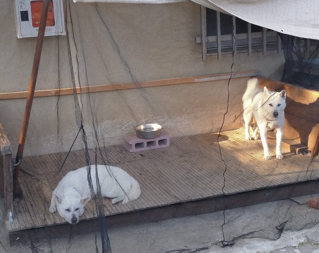 和歌山城にある動物園『お城のどうぶつえん』・紀州犬は白くてフワフワ。