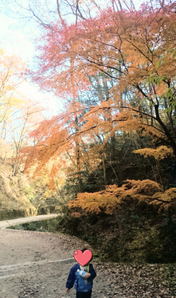 大阪のほしだ園地の紅葉
