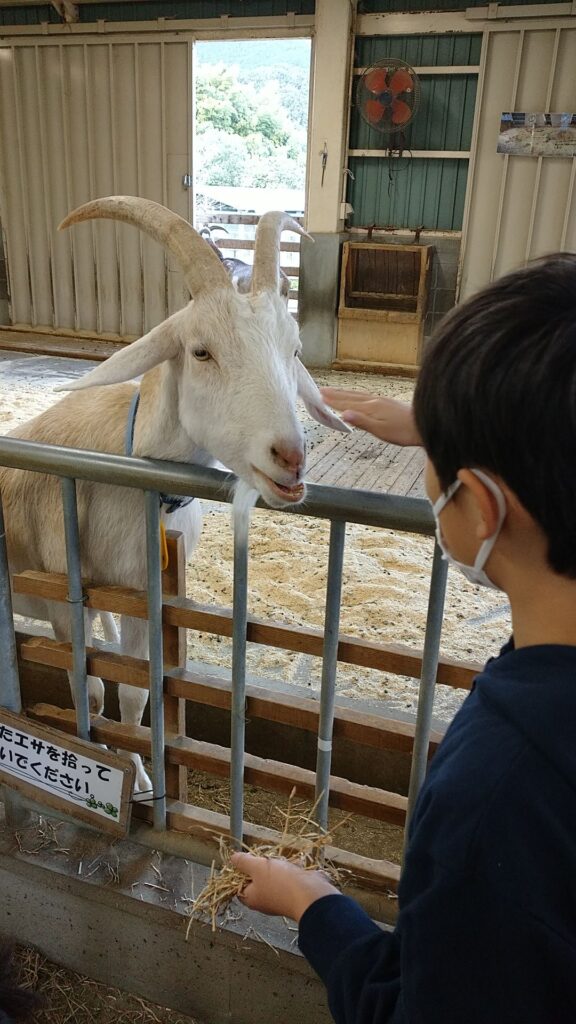 うだアニマルパークにて、ヤギの餌やり体験イベントに参加する息子10歳。