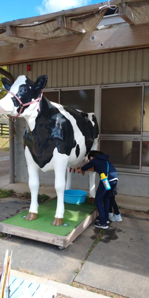 うだアニマルパークにて、大きな牛の模型で乳搾り体験をする6 歳と10歳。