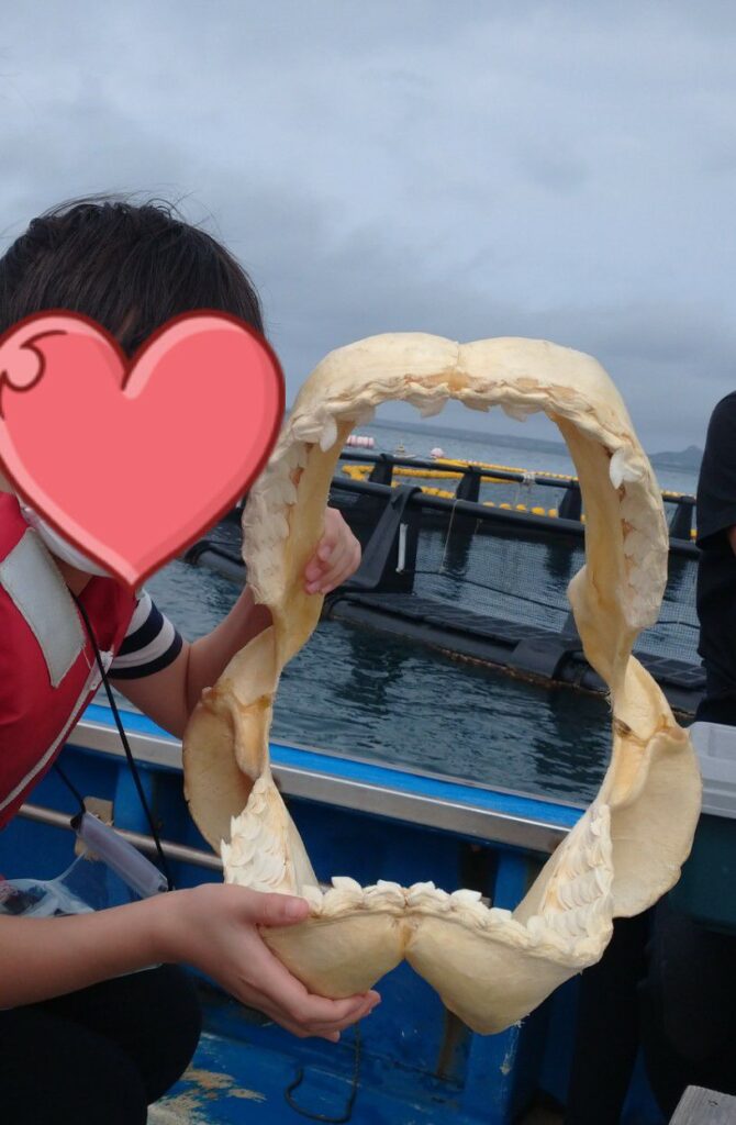 沖縄本島本部の山川港『マンタやサメの飼育観察体験ツアー』でみせてもらった本物のサメの歯。