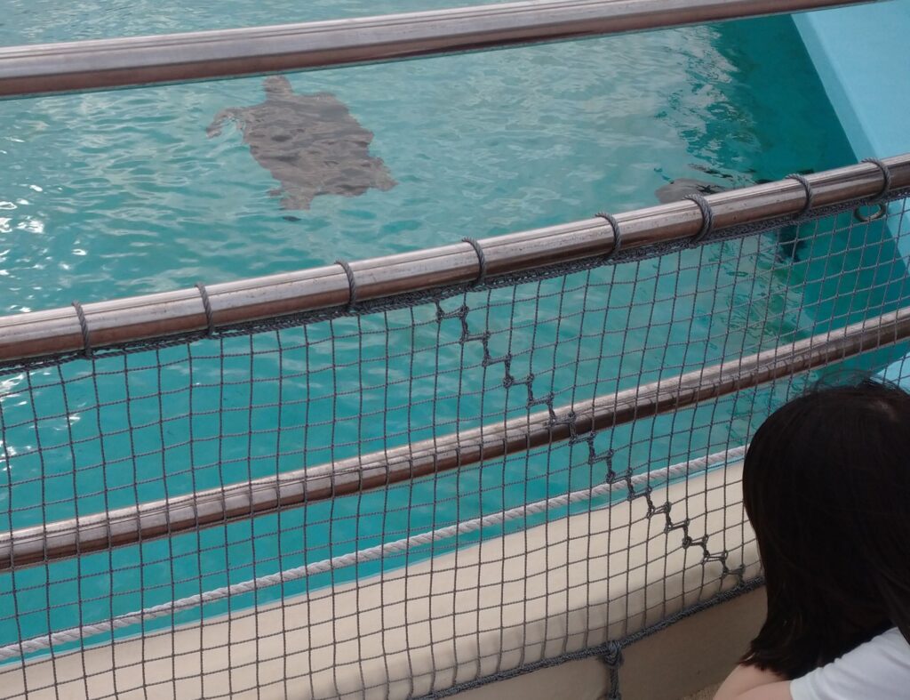 沖縄の海洋博公園でウミガメを観察