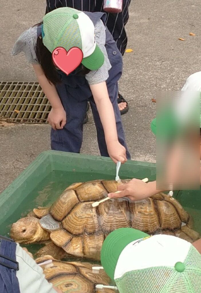 沖縄本島北部にある『もとぶ元気村』でリクガメの飼育体験　甲羅を歯ブラシで磨きます