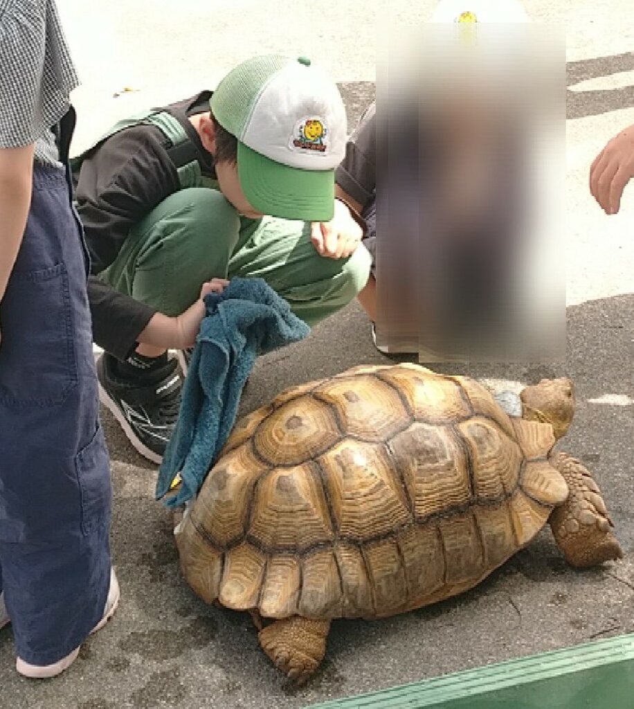 沖縄本島北部にある『もとぶ元気村』でリクガメの飼育体験　甲羅を拭き拭き