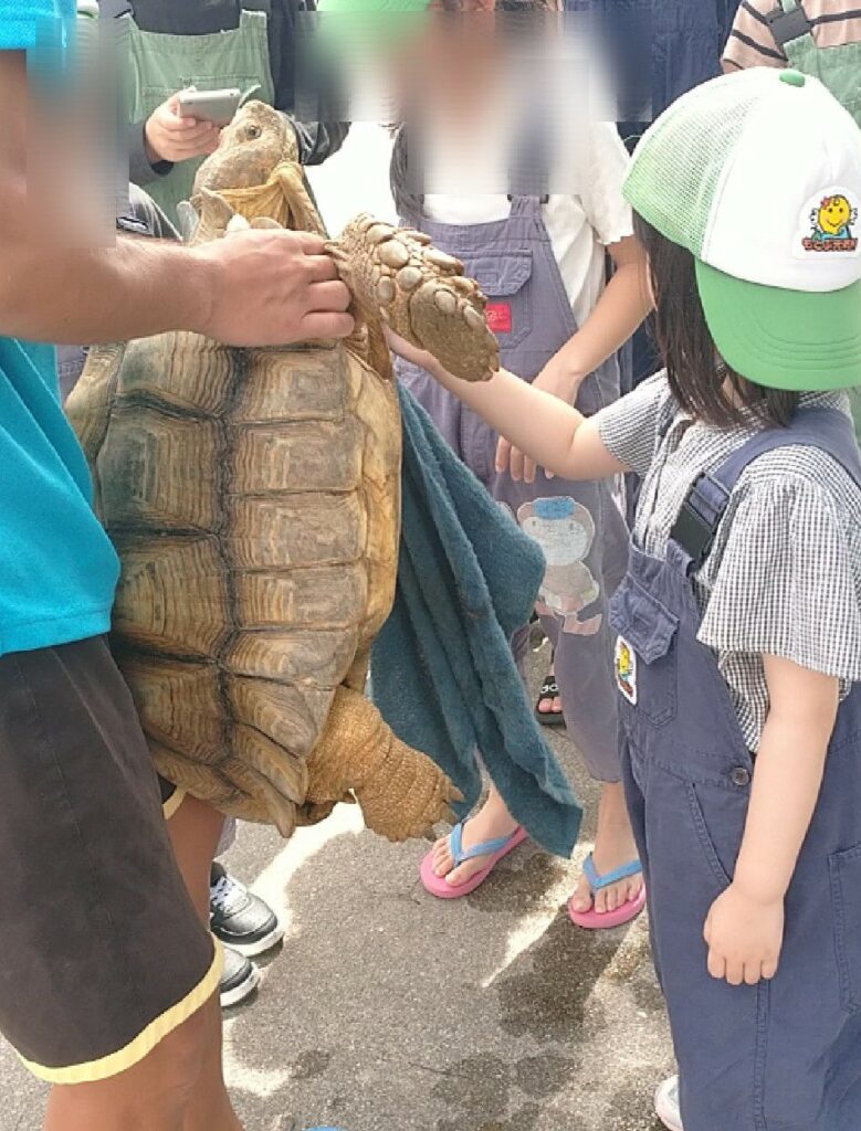 沖縄本島北部にある『もとぶ元気村』でリクガメの飼育体験　内側を拭き拭き