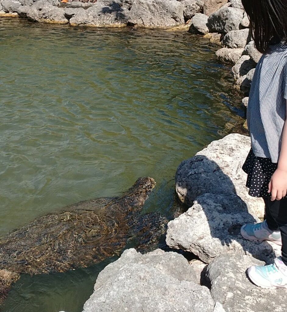 沖縄本島北部にある『もとぶ元気村』でウミガメを観察