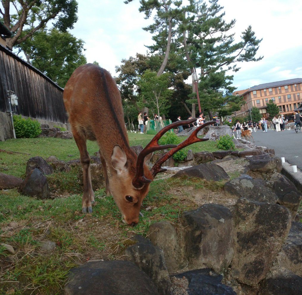 なら燈花会の日、草を食べる鹿。