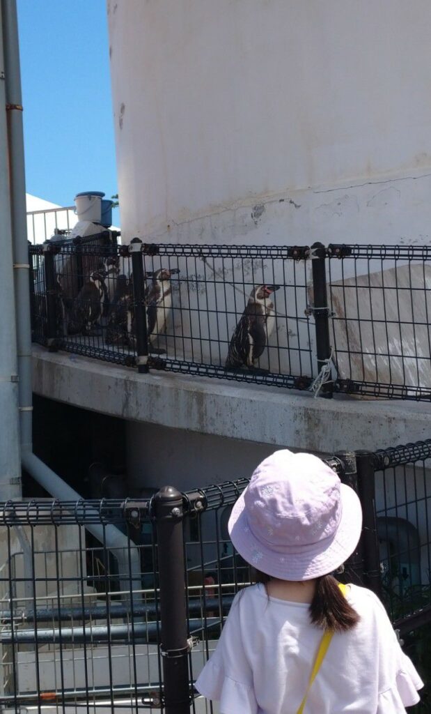 福井にある越前松島水族館にて、ペンギンのお散歩タイムのためにスタンバイをしているペンギンたち。