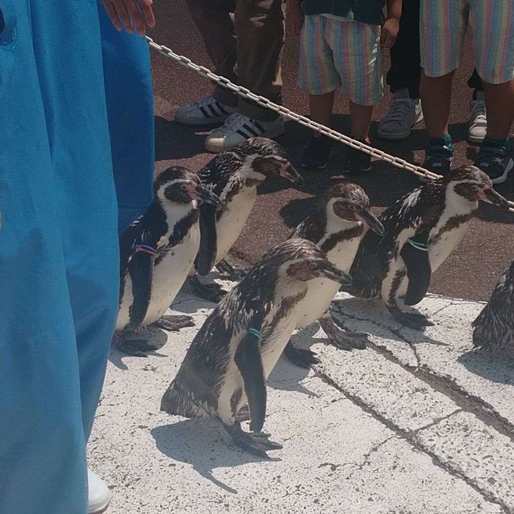 福井にある越前松島水族館にて、ペンギンのおさんぽタイム。