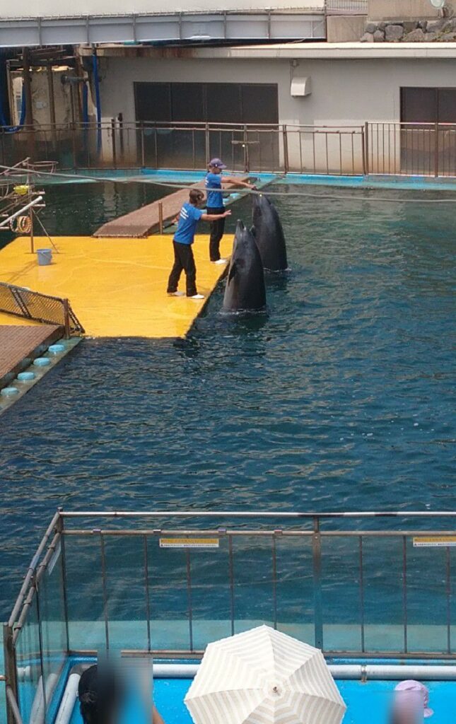 福井にある越前松島水族館のイルカショー。