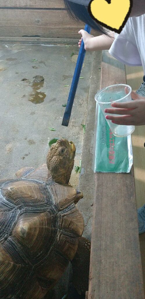 福井にある越前松島水族館でリクガメにえさやり