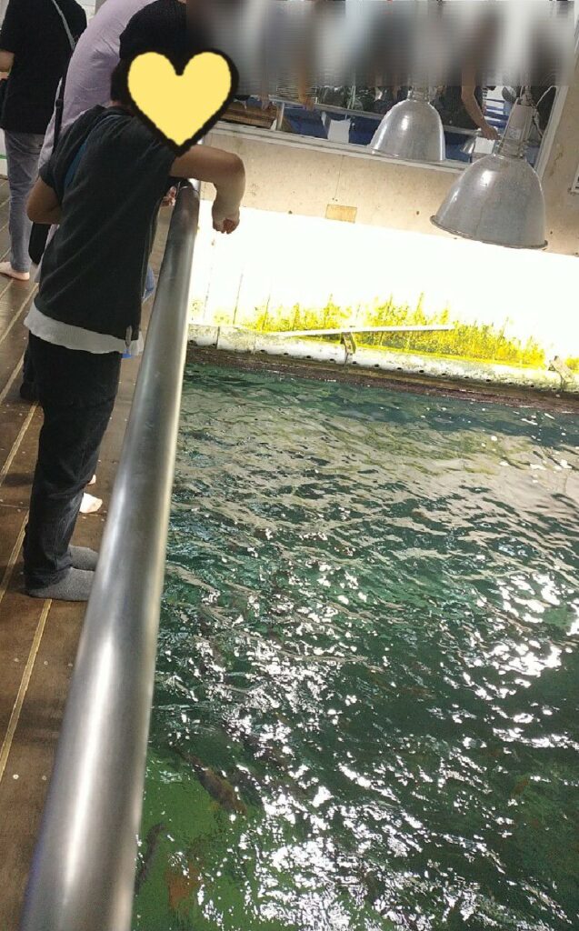 福井にある越前松島水族館、海洋館にて餌やり。