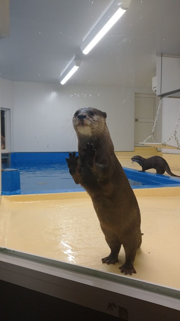 福井にある越前松島水族館のカワウソ。可愛い！