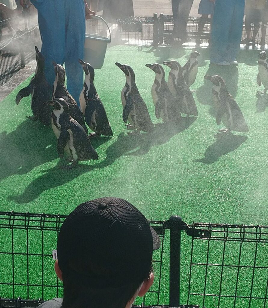 福井にある越前松島水族館にて、ペンギンのおさんぽタイム。