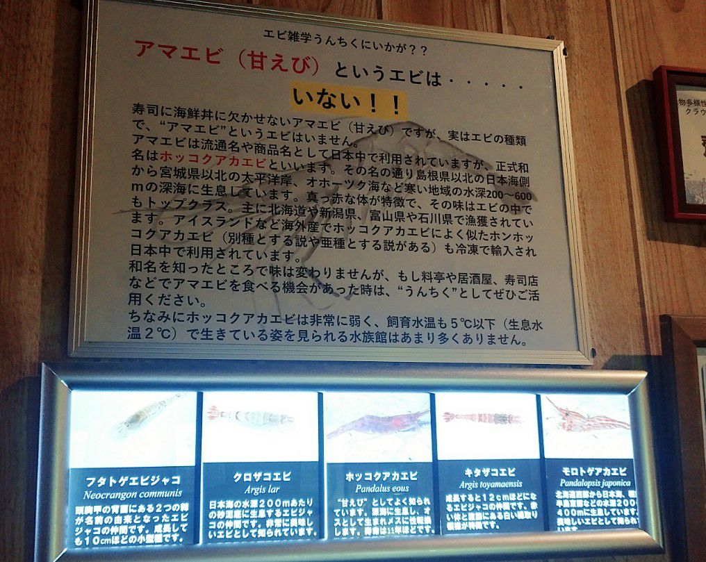エビとカニの水族館にて。甘エビというエビはいない!?