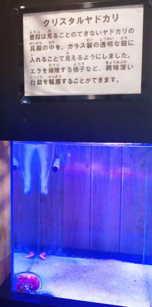 エビとカニの水族館のクリスタルヤドカリ