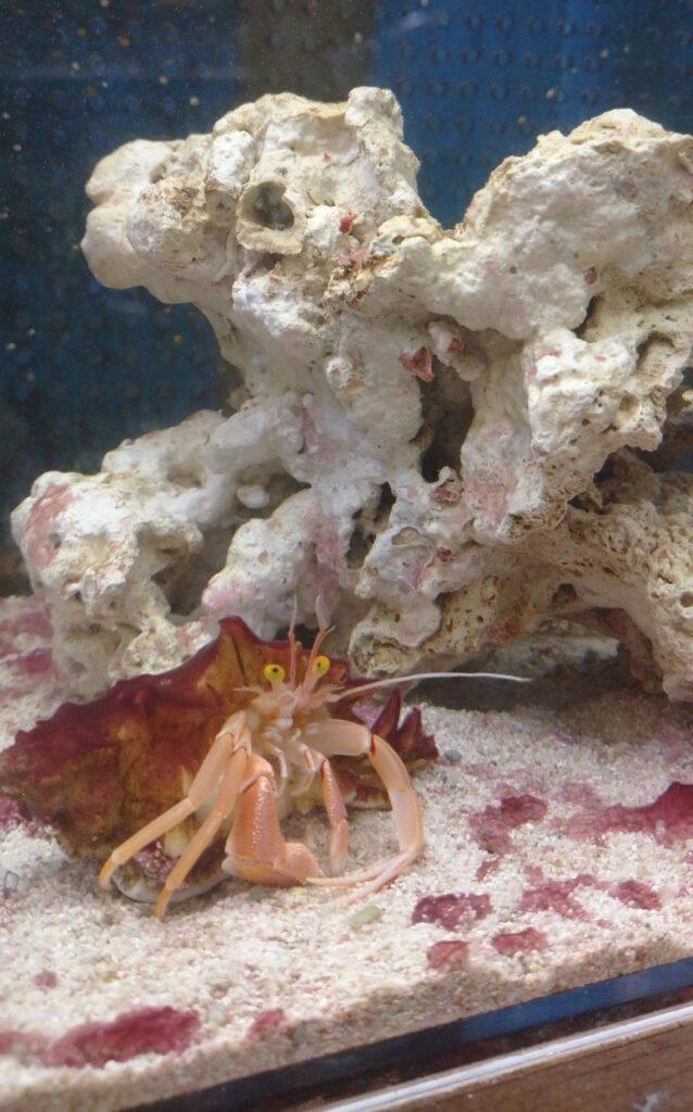 和歌山にあるエビとカニの水族館
