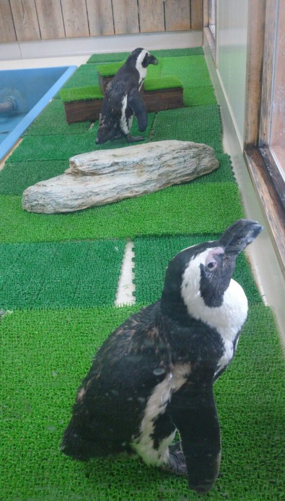 エビとカニの水族館にいるペンギン