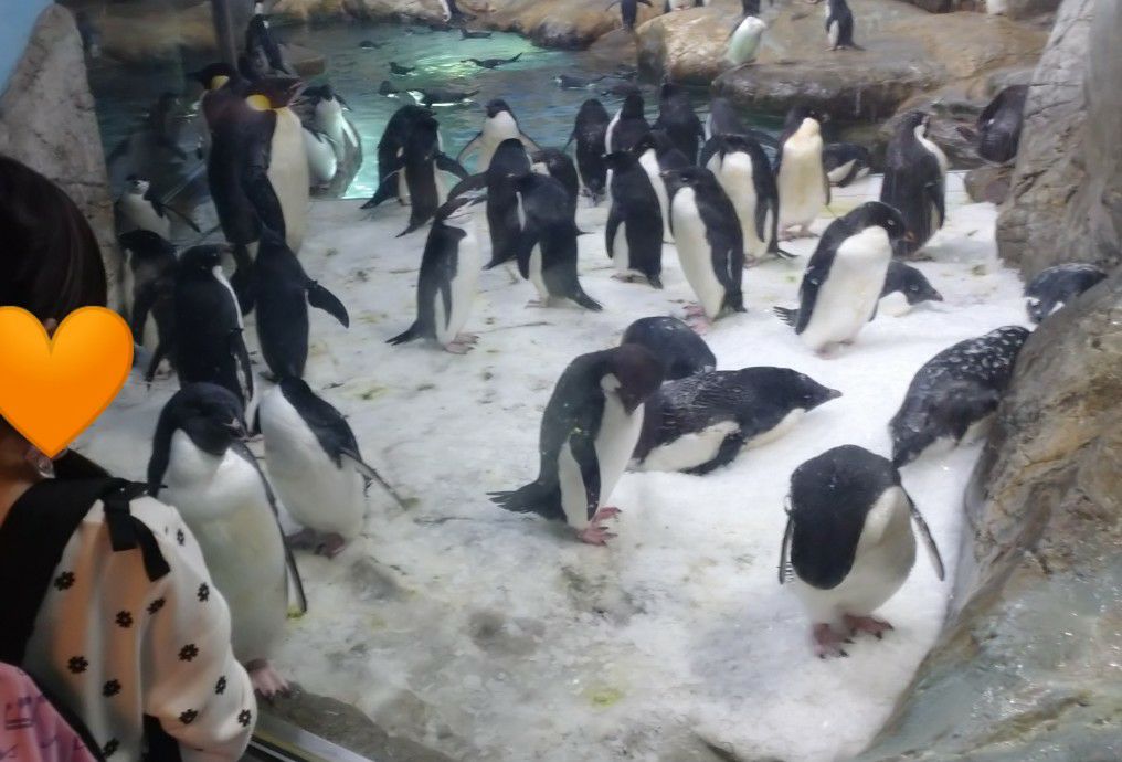和歌山・南紀白浜アドベンチャーワールドのペンギン